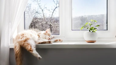 Cat Sitter in North Berwick and Scotland peaceful cat sleeping in the sun on a white minimal windowsill