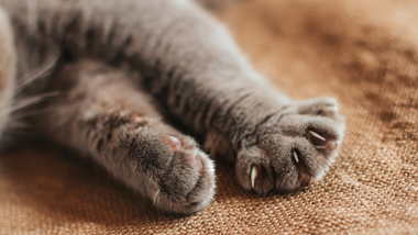 Cat Sitter in North Berwick and Scotland close up of grey cats claws and toe pads