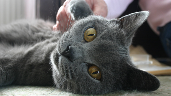 Cat Sitter in North Berwick and Scotland dark grey cat being stroked on floor close up of big yellow / amber eyes