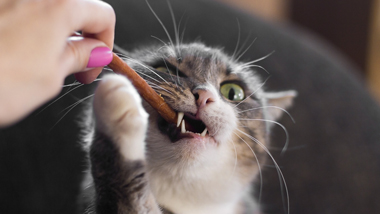 Cat Sitter in North Berwick and Scotland cute cat with green eyes taking a treat from a hand with pink nail polish